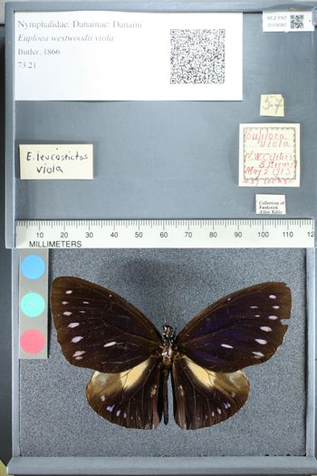 Media type: image;   Entomology 158387